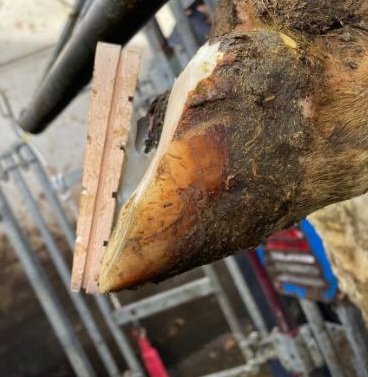 An example of a blocked hoof.